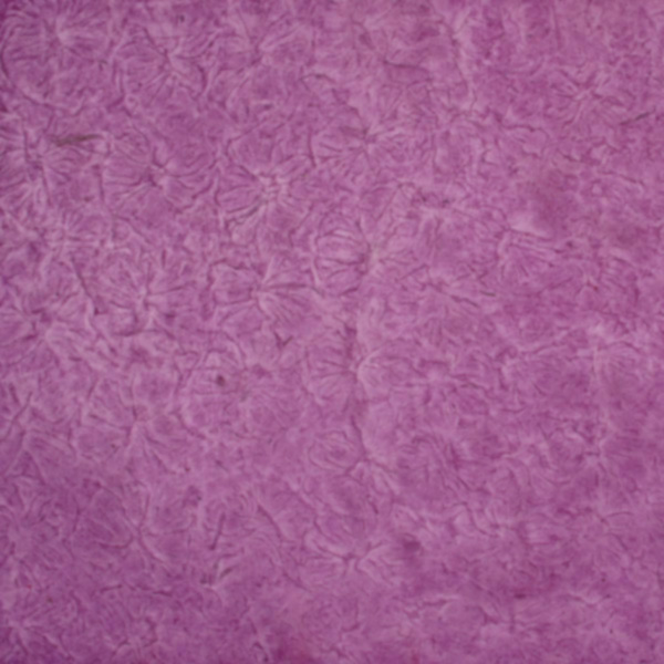 POU-Violet (Promotion)